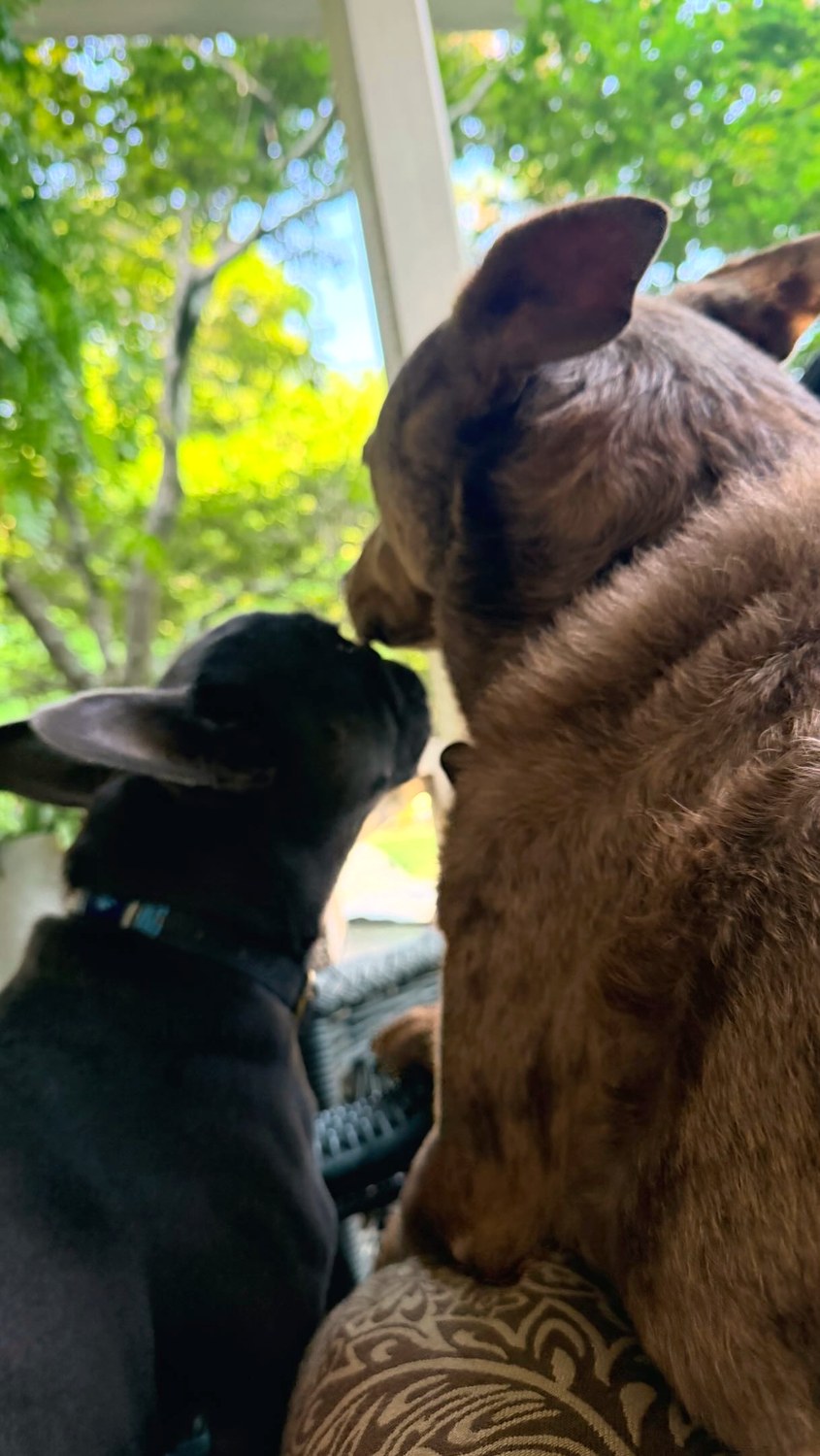 Lou Lou and Foster at the window