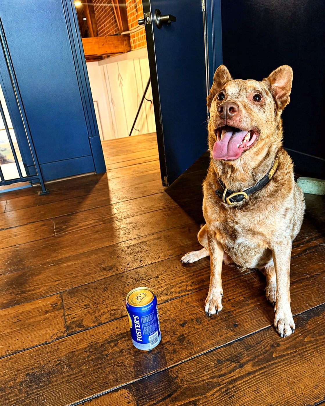 Foster, the Australian Shepherd mix the upstairs bar is named for, sitting in a sunbeam beside a can of Foster's