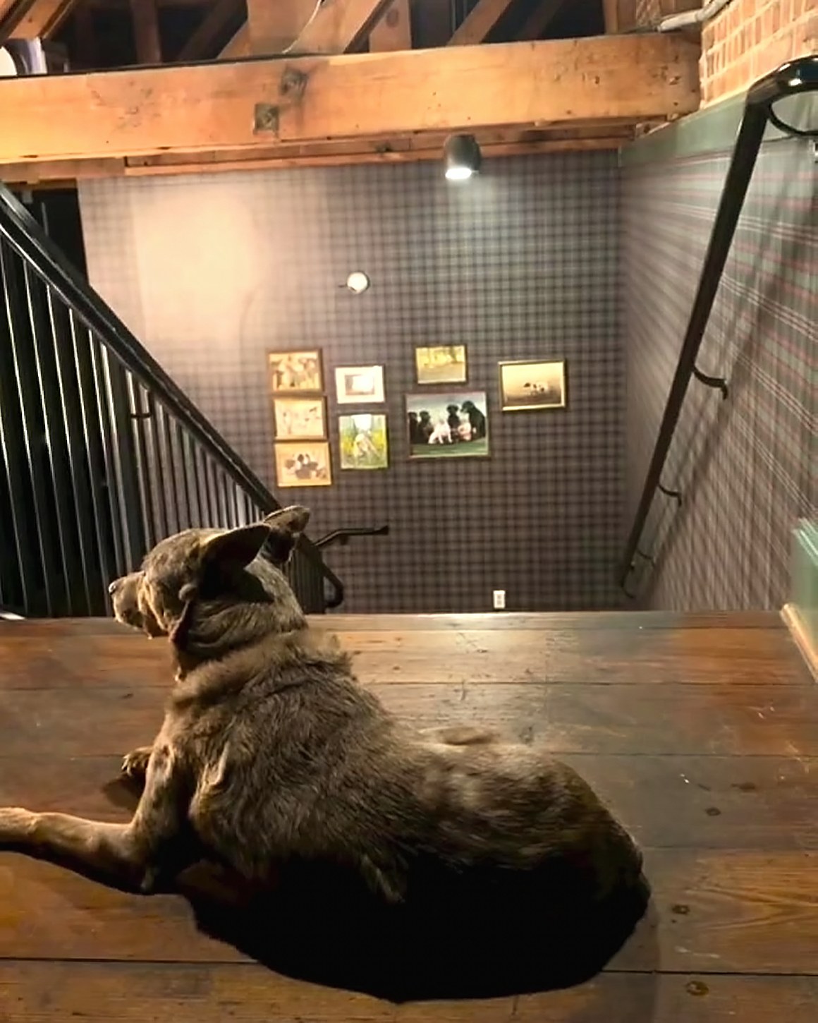 Foster lying on the landing at the top of the stairs beside the gallery wall