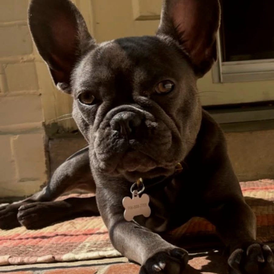 Lou Lou, holding court