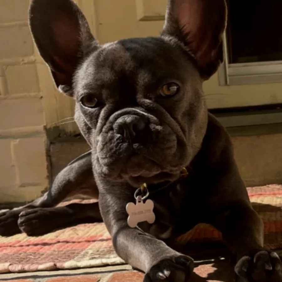 Lou Lou, holding court